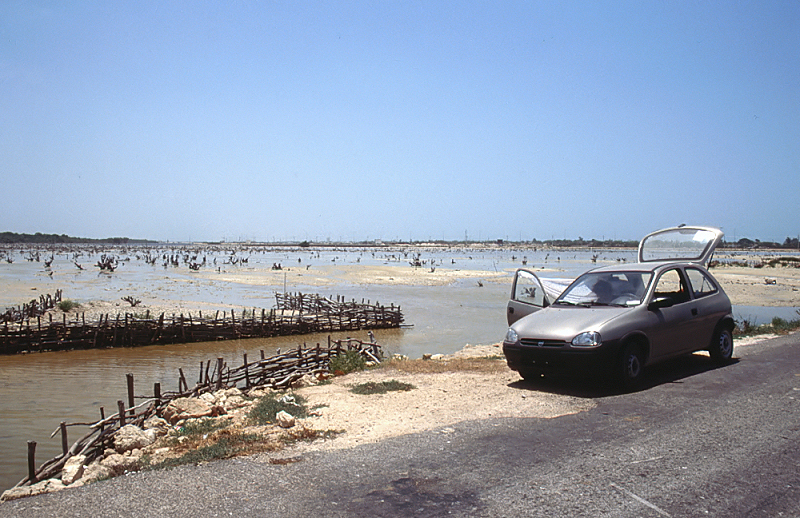 180_Vogels kijken langs de kust bij Progreso.jpg
